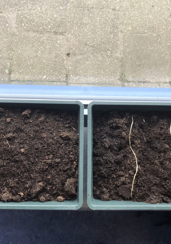 2021-gr-5-plantjes-zaaien-2 2021-gr-5-plantjes-zaaien-2