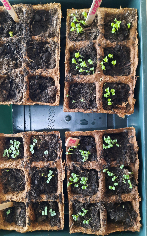 2025-kleutermoestuintje-3 2025-kleutermoestuintje-3