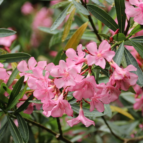 pink oleander flowers close-up pink oleander flowers close-up